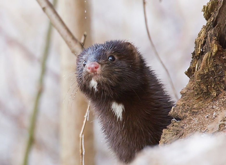 Кавказская европейская норка Mustela lutreola turovi