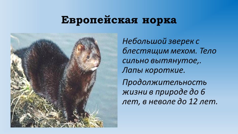 Норка Сахалинская