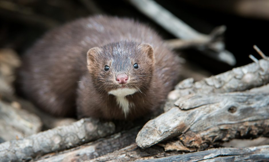 Американская норка (Mustela Vison)