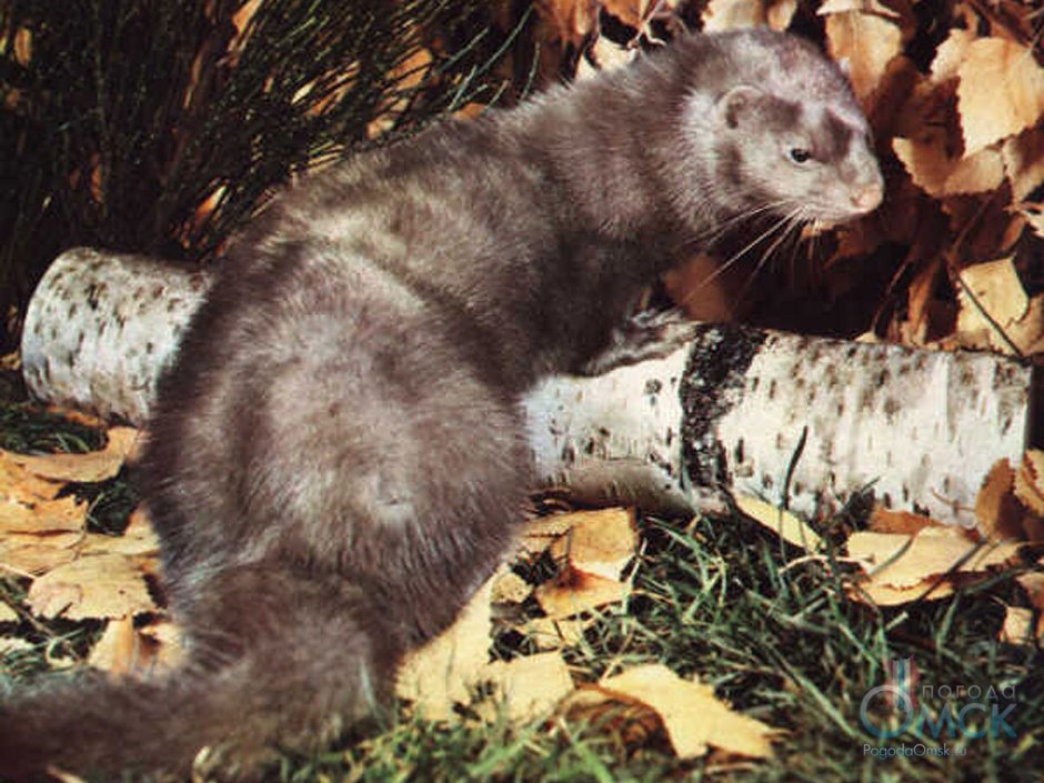 Американская норка (Mustela Vison)
