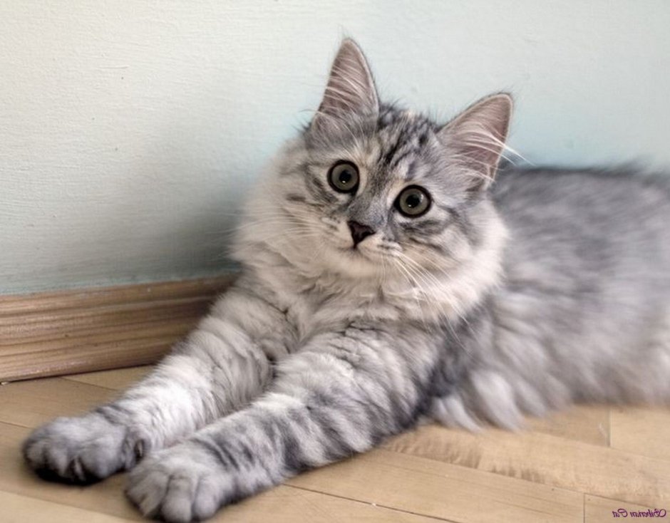 Сибирский котенок серый