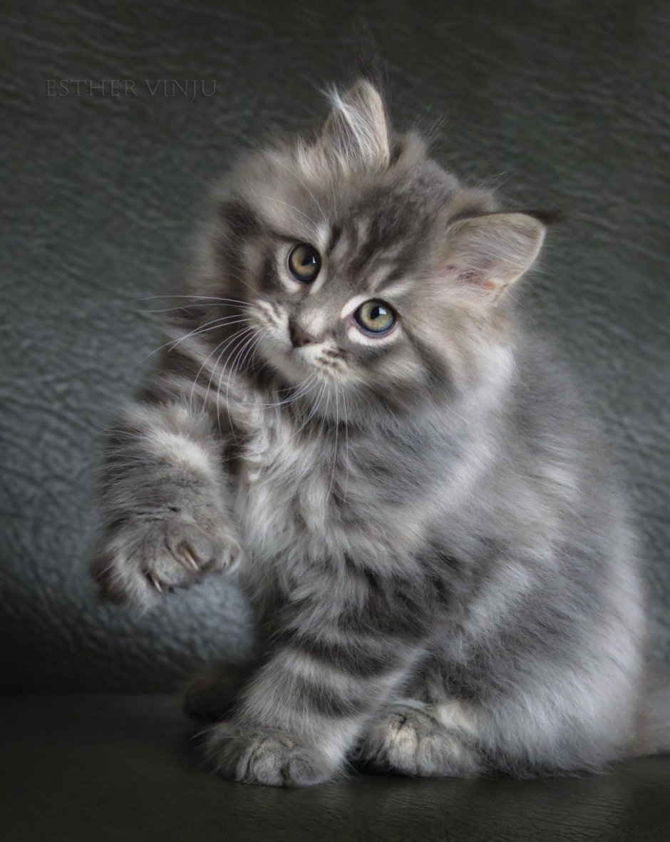 Серенький пушистый котенок