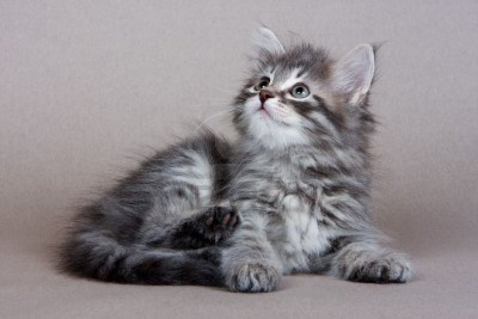 Сибирская кошка котята
