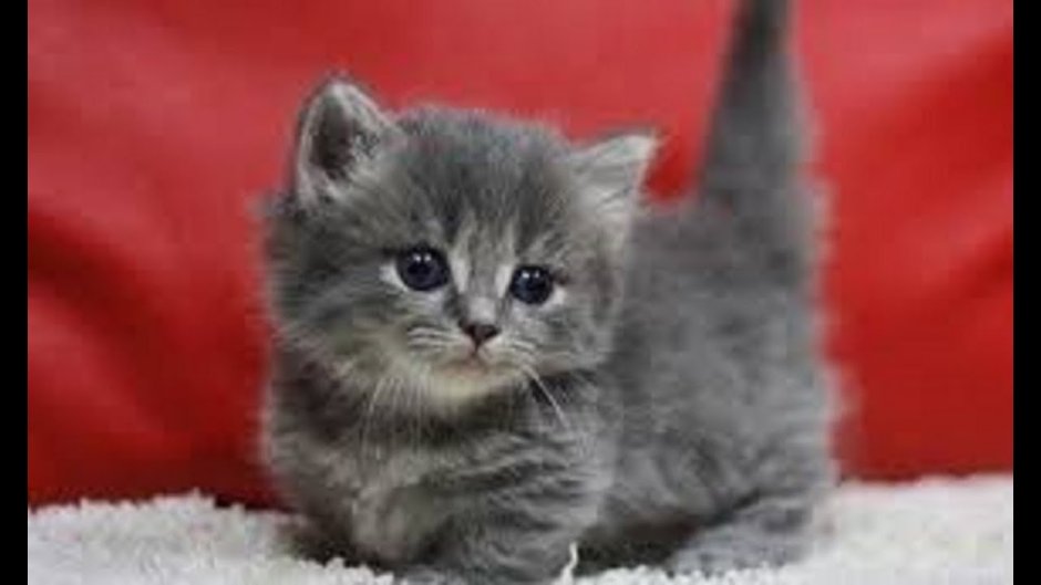 Чистопородистые Сибирские котята