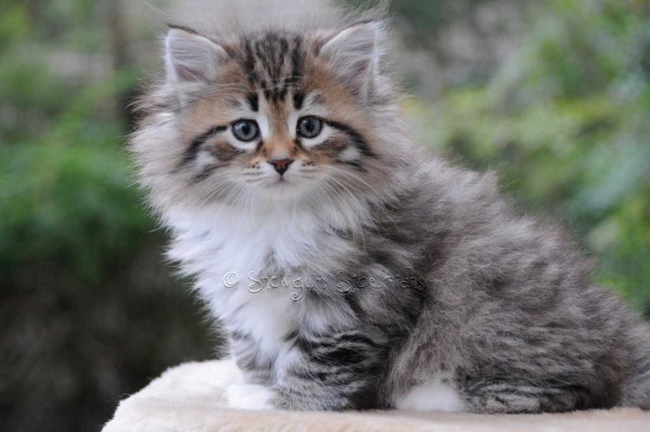 Котенок серо полосатый