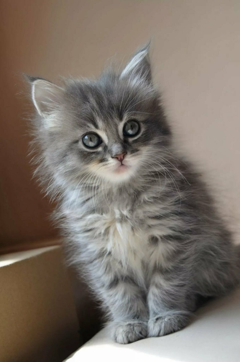 Сибирские котята дымчатого окраса