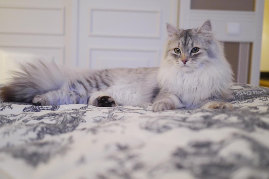Красивые котята