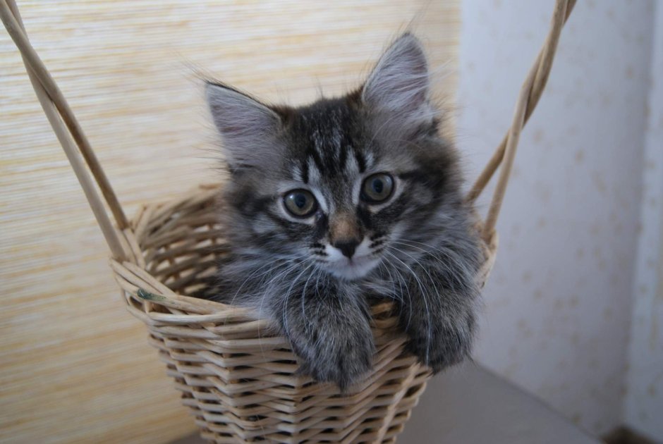 Норвежская Лесная кошка дымчатая