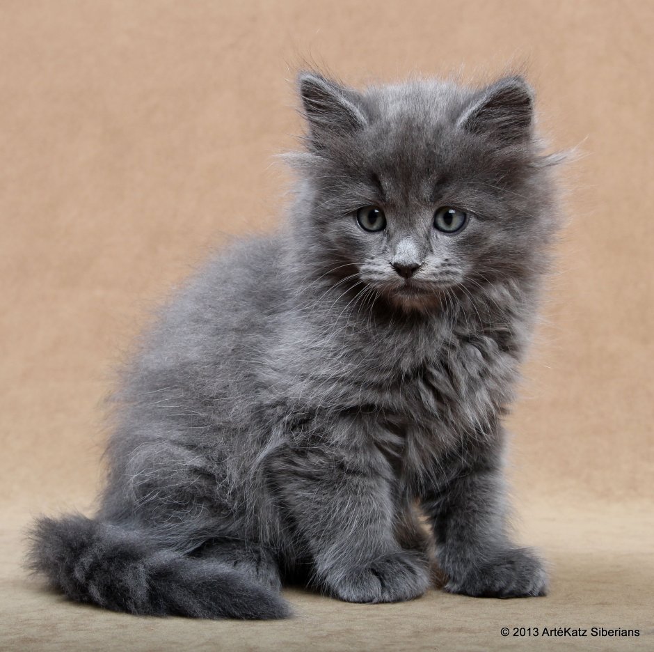 Сибирская кошка серая