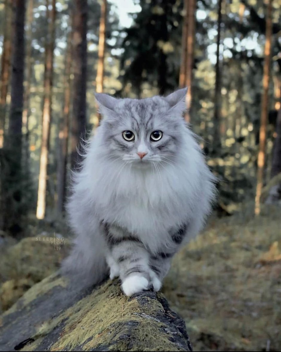 Серый пушистый котенок