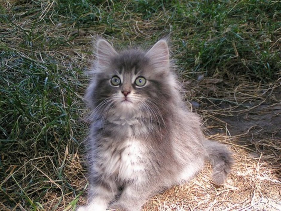 Сибирский котенок серый