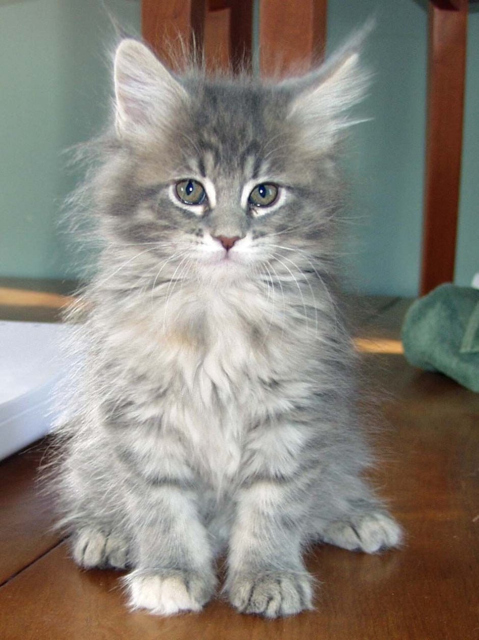 Норвежская Лесная кошка короткошерстная