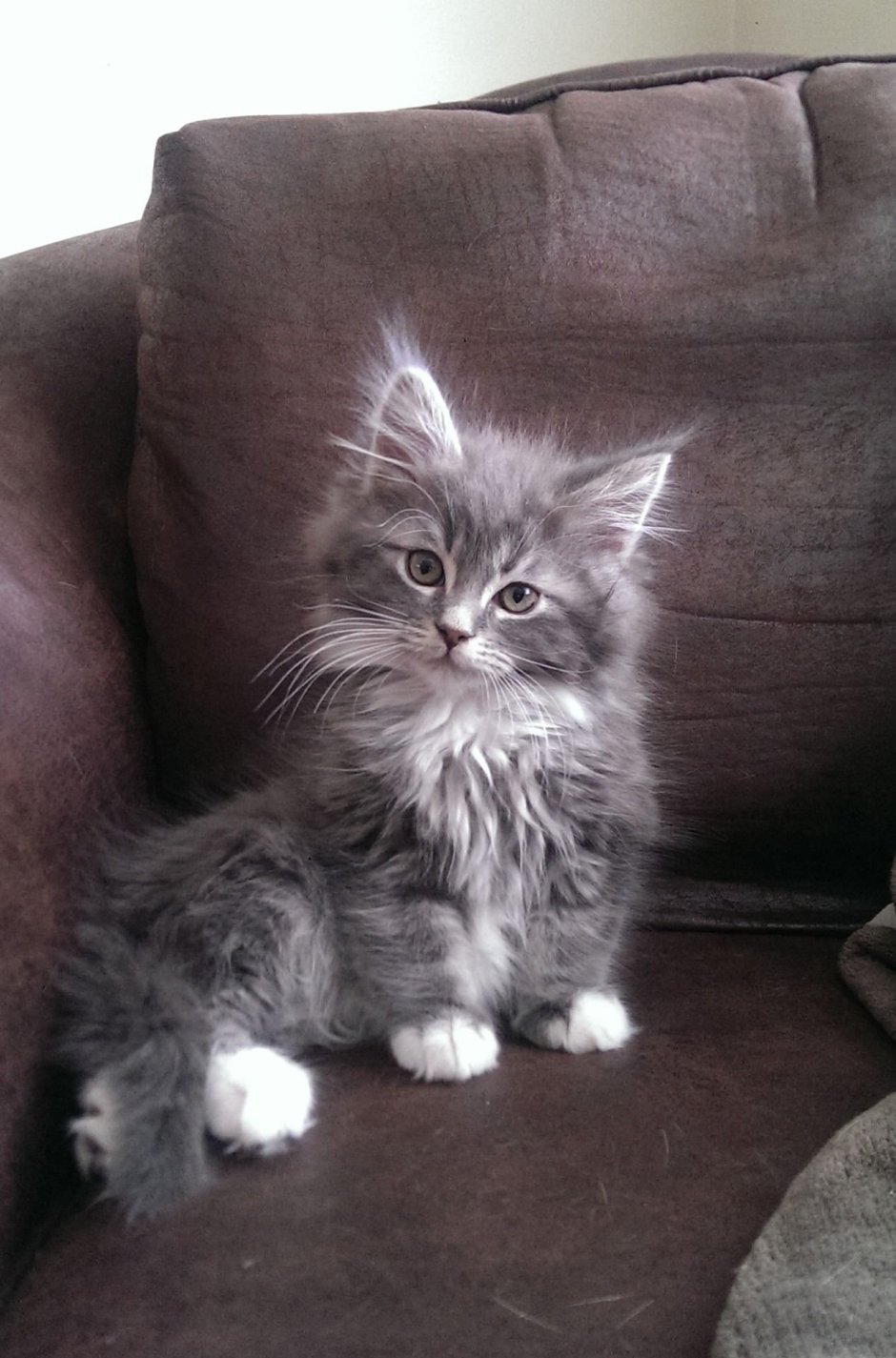 Сибирские котята