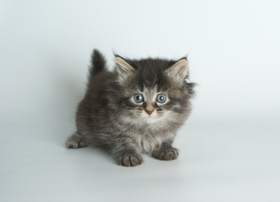Сибирская кошка серая дымчатая