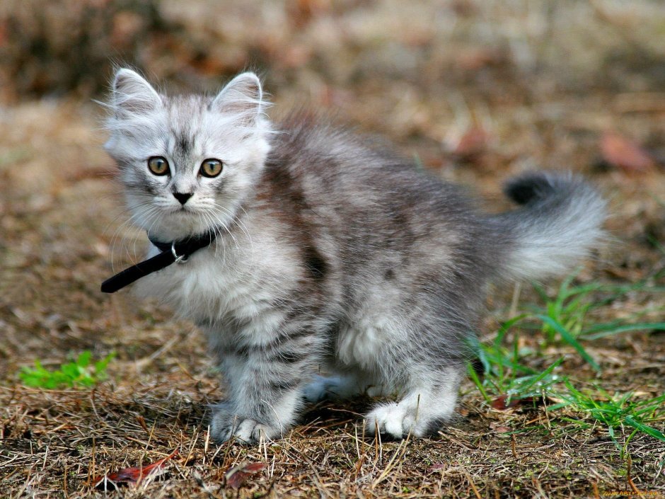 Серый Мейн кун котенок