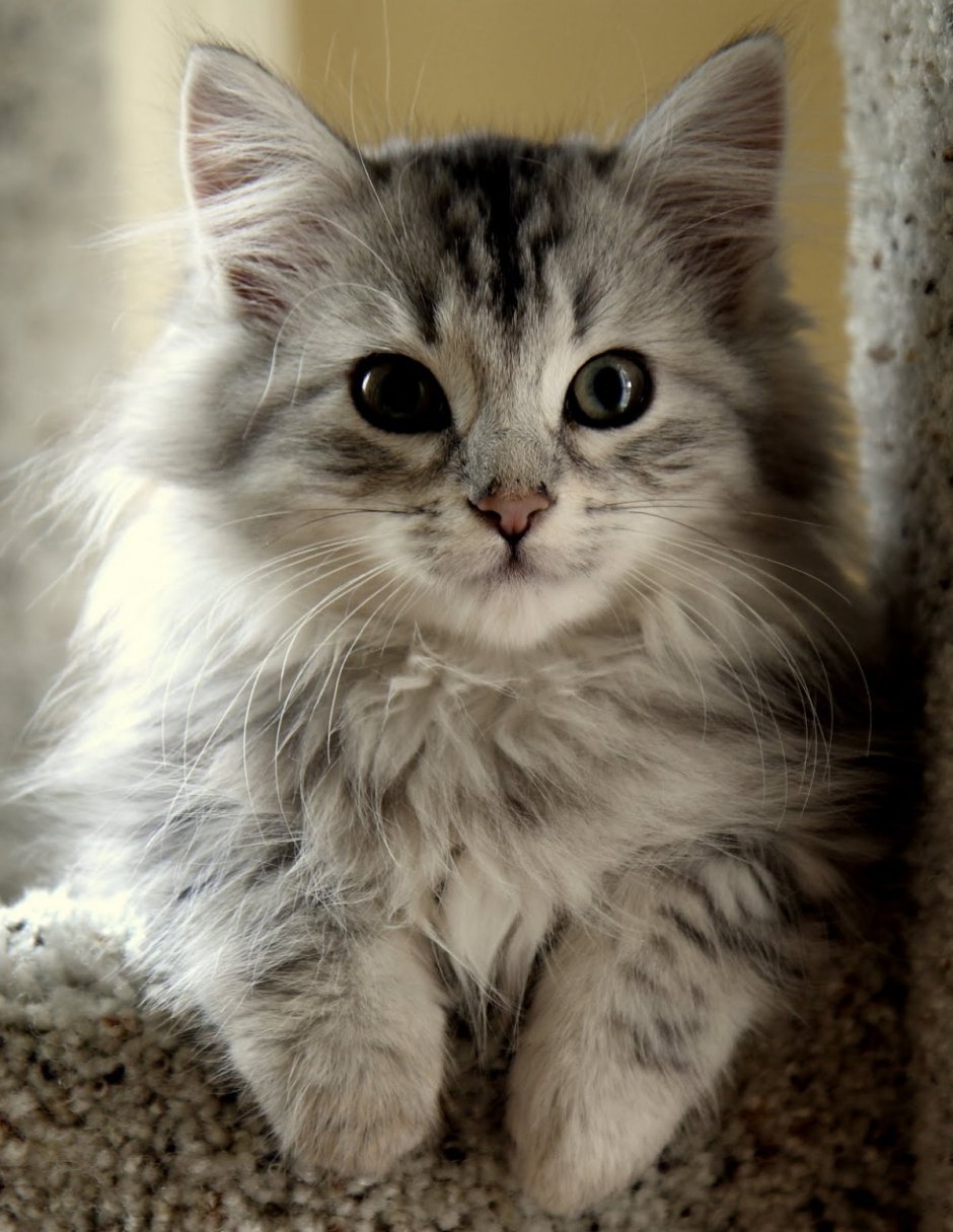 Кошка Мейн кун