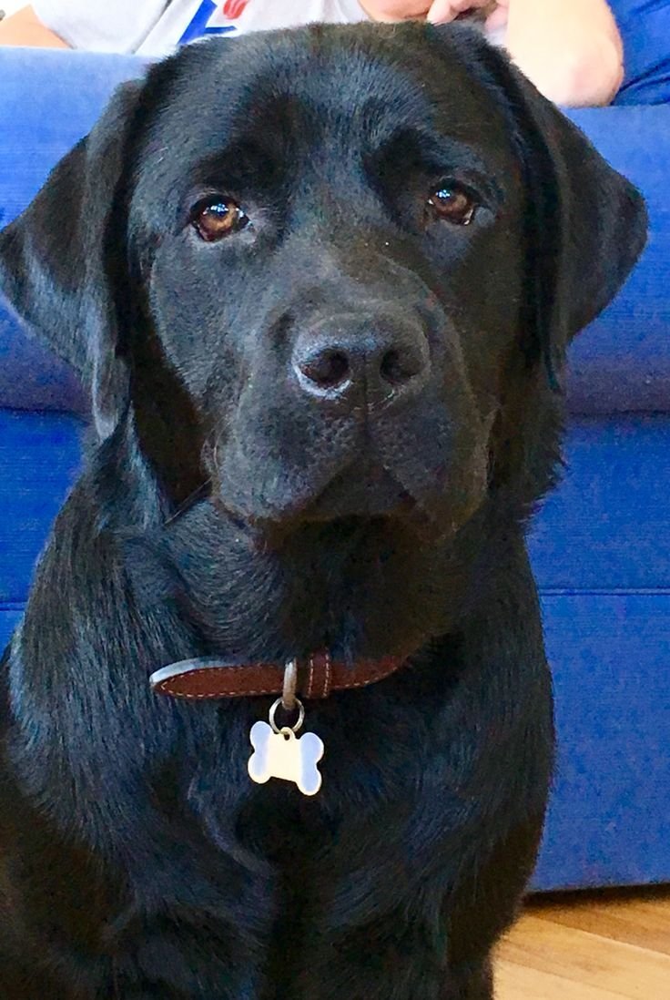 Помесь добермана и лабрадора