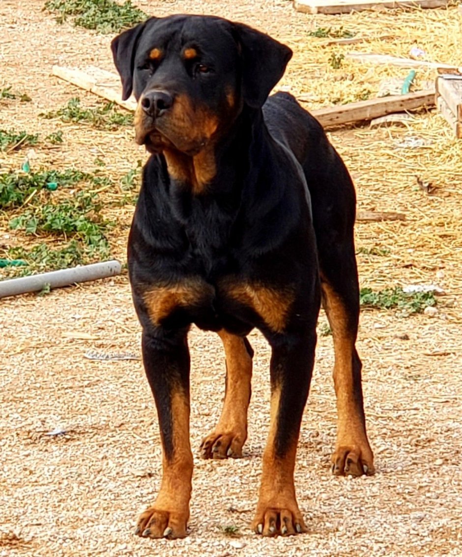 1. Метисы лабрадора и ротвейлера