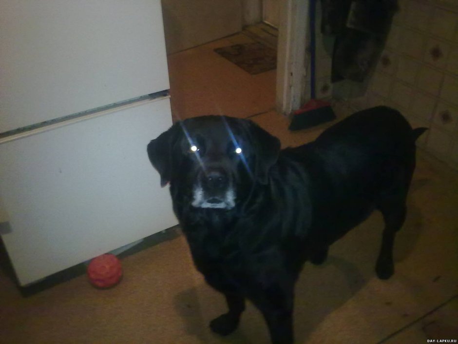 Черная собака похожая на ротвейлера