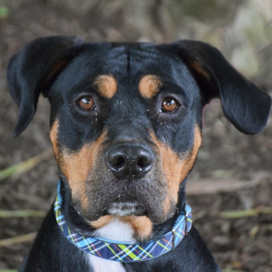 Метис ротвейлера и лабрадора