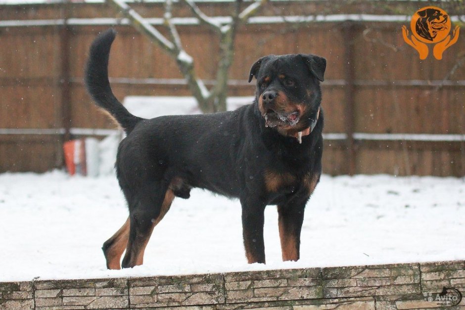 Лабрадор ротвейлер