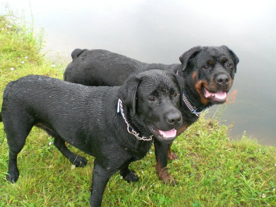 Лабрадор ротвейлер черный