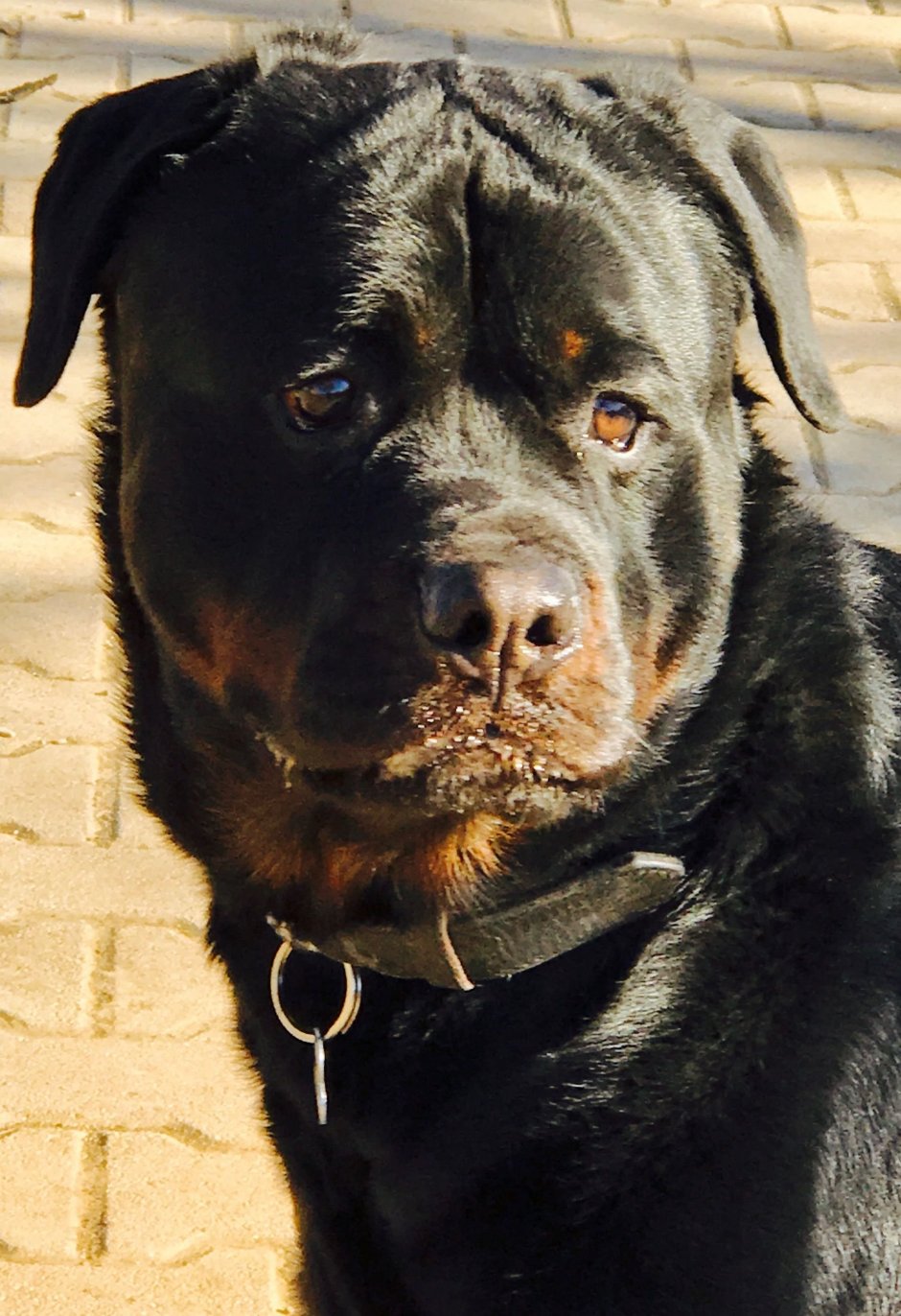 Лабрадор ротвейлер