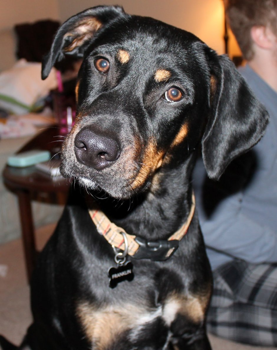 Собаки метисы ротвейлера