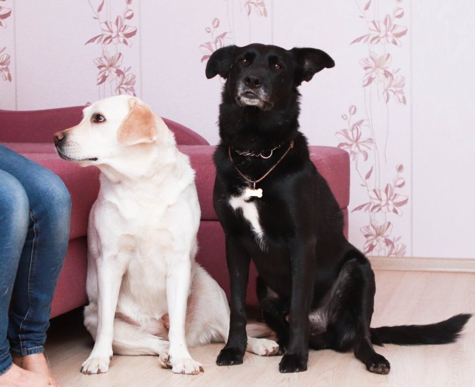 Ротвейлер мастиф