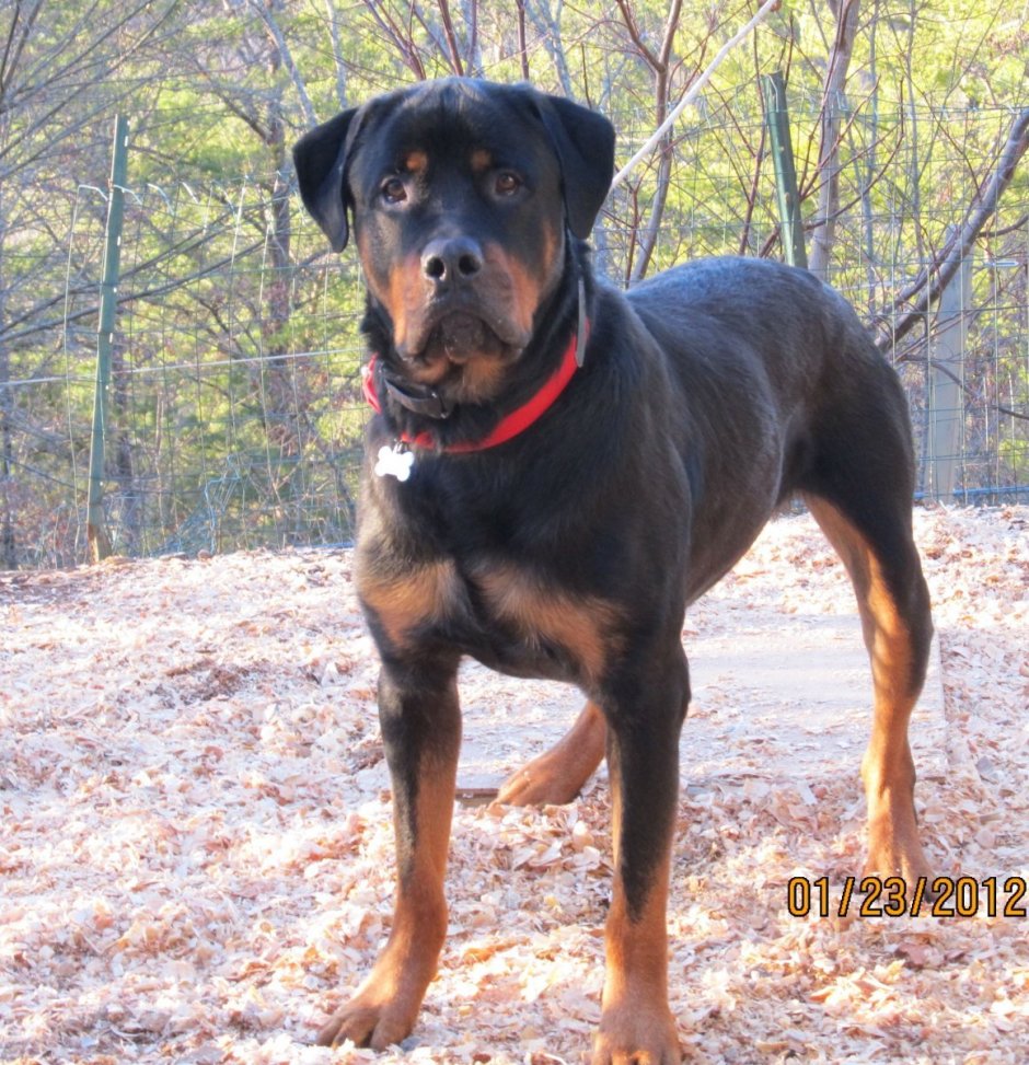 Лабрадор ротвейлер щенок