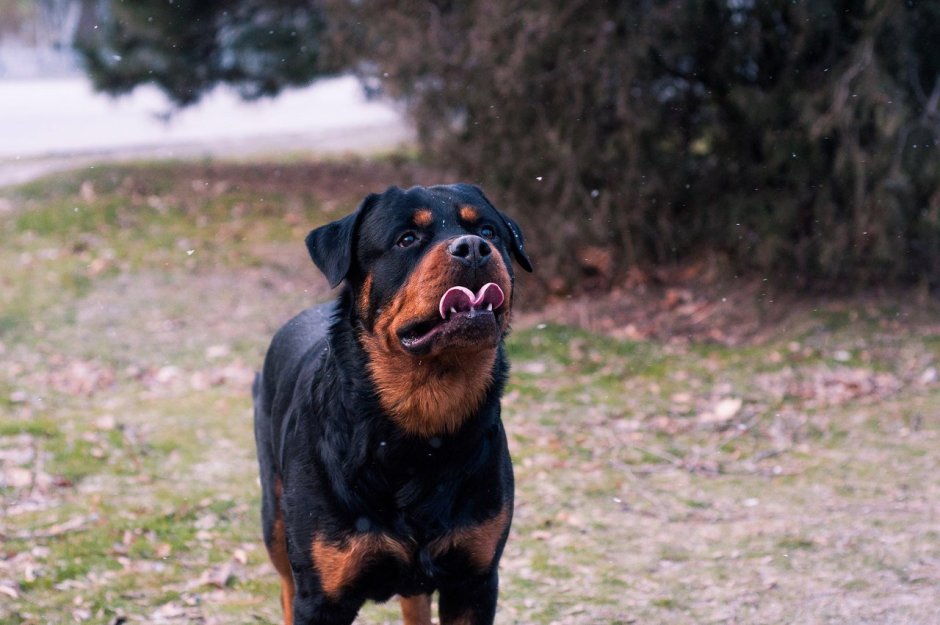 Бладхаунд смесь ротвейлер