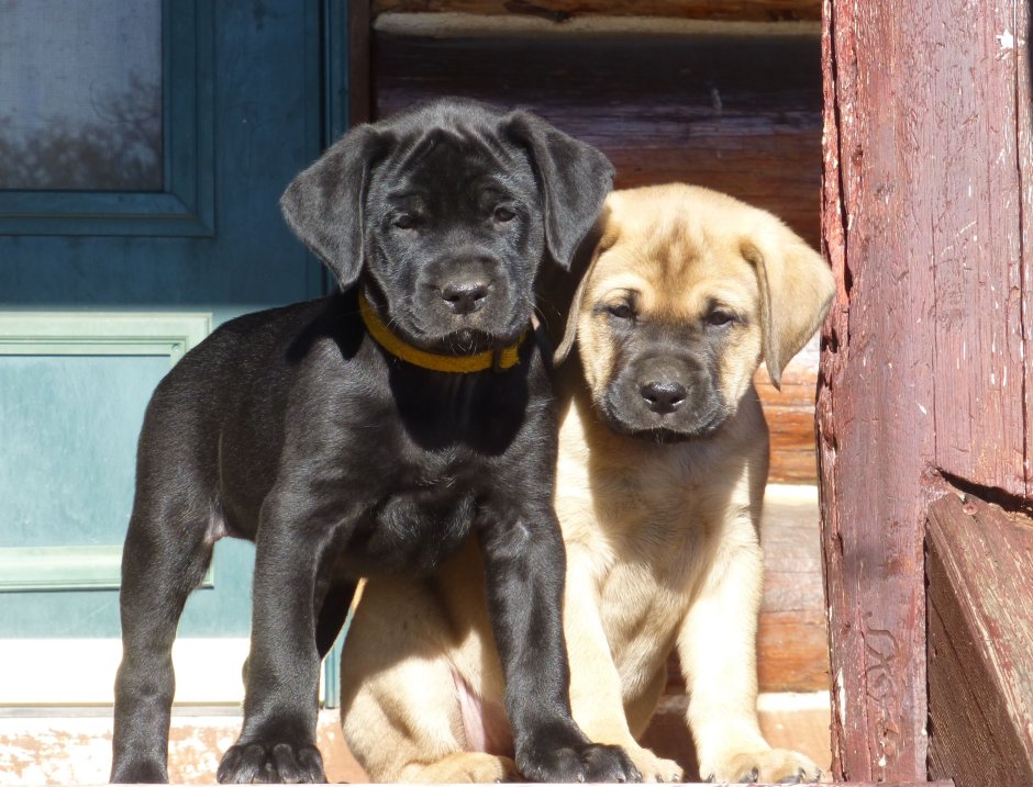 Метис лабрадора