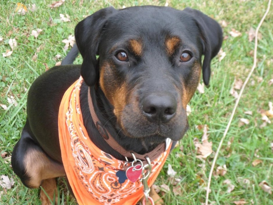 Метис ротвейлера и лабрадора