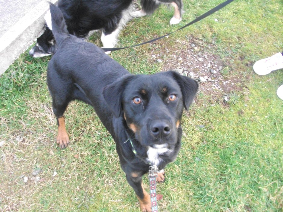 Доберман и ротвейлер и лабрадор