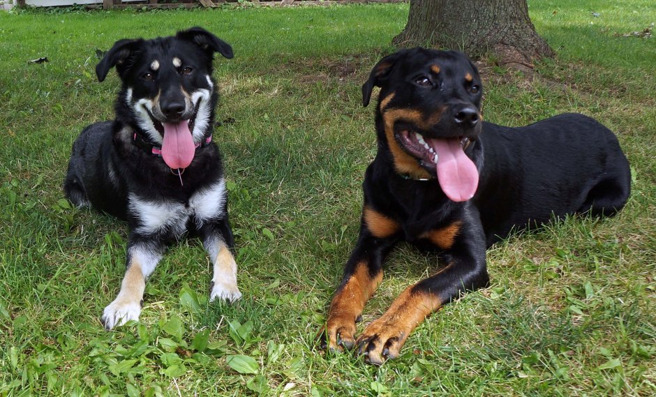 Ротвейлер и Доберман