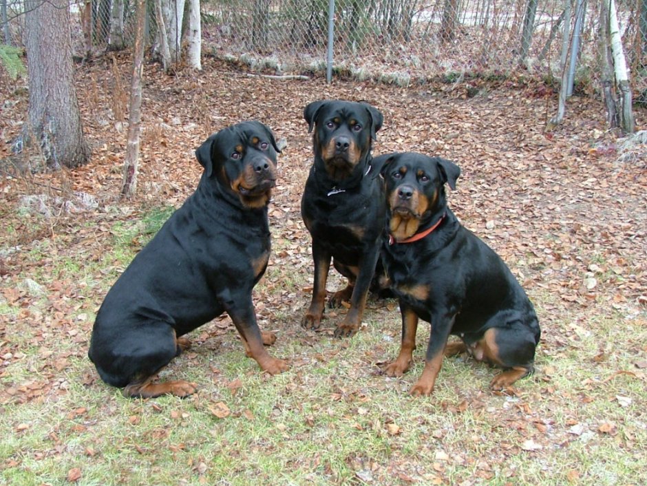 Метис добермана и пинчера