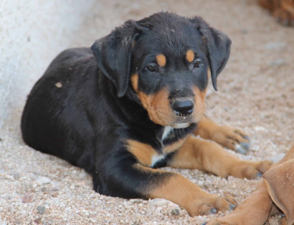 Ротвейлер помесь с волкодавом