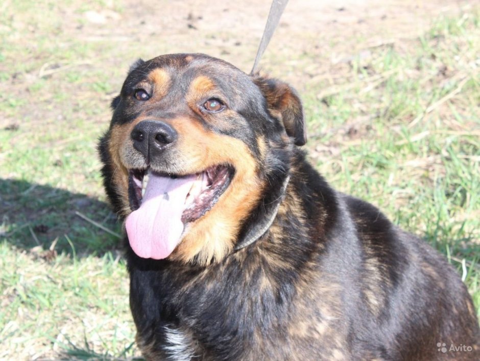 Лабрадор ротвейлер фото