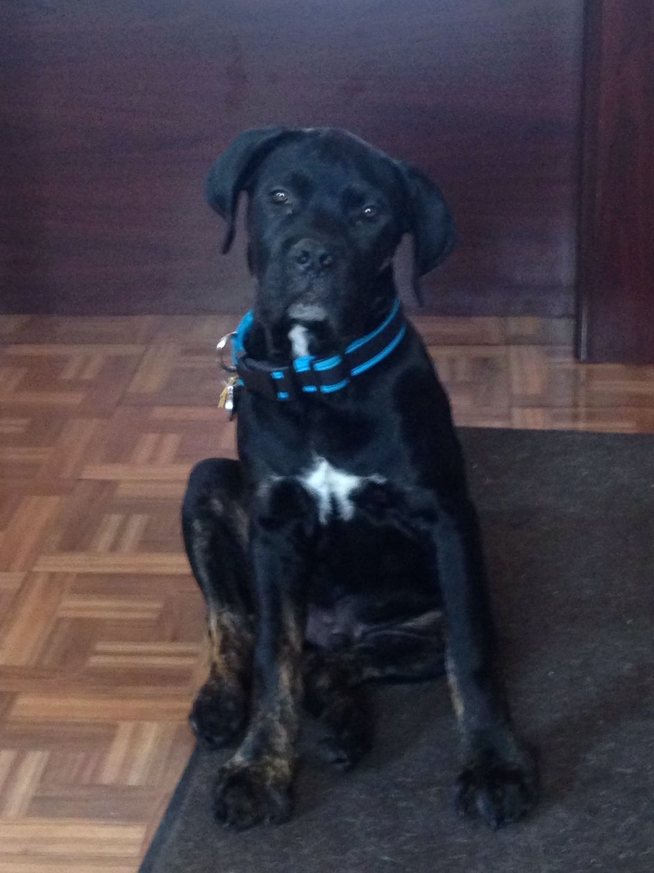 Ротвейлер и такса