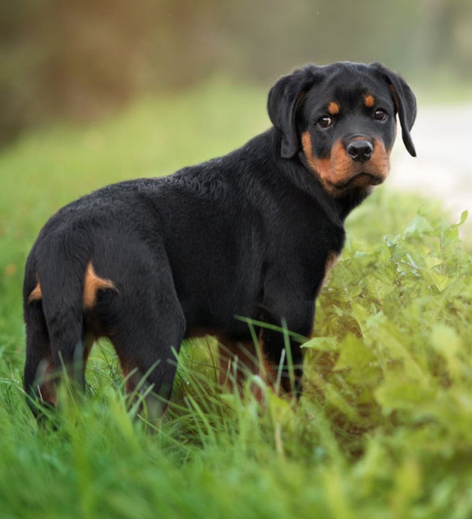 Метис добермана и лабрадора