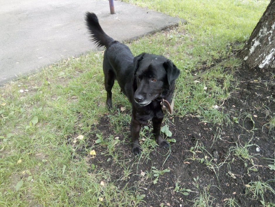 Помесь ротвейлера и добермана