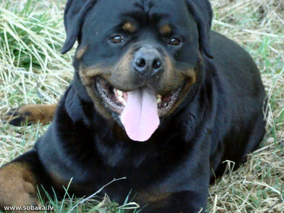Лабрадор ротвейлер