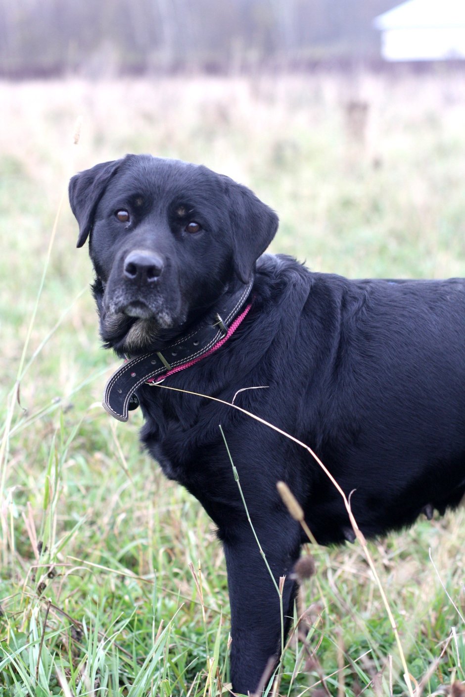 Ротвейлер и Доберман