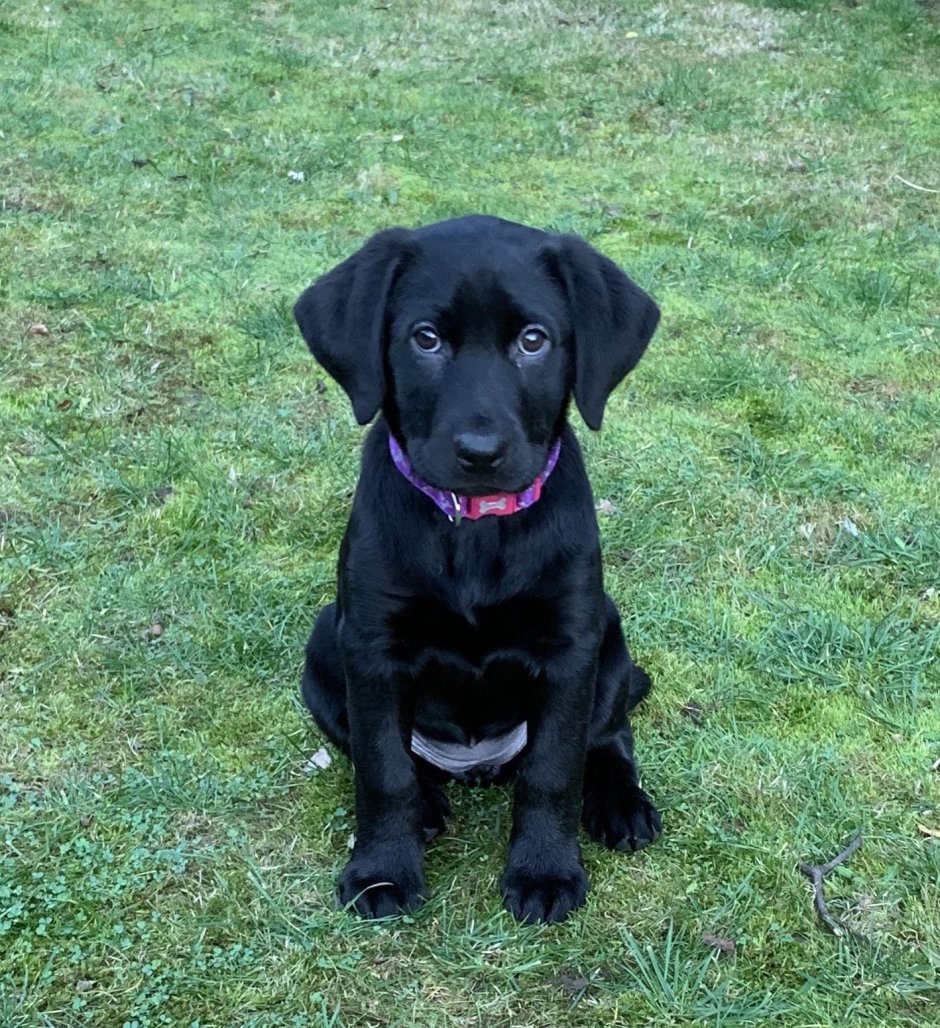 Доберман и ротвейлер и лабрадор