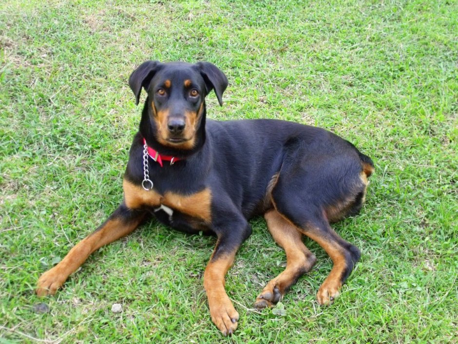 Лабрадор ретривер метис датского дога.