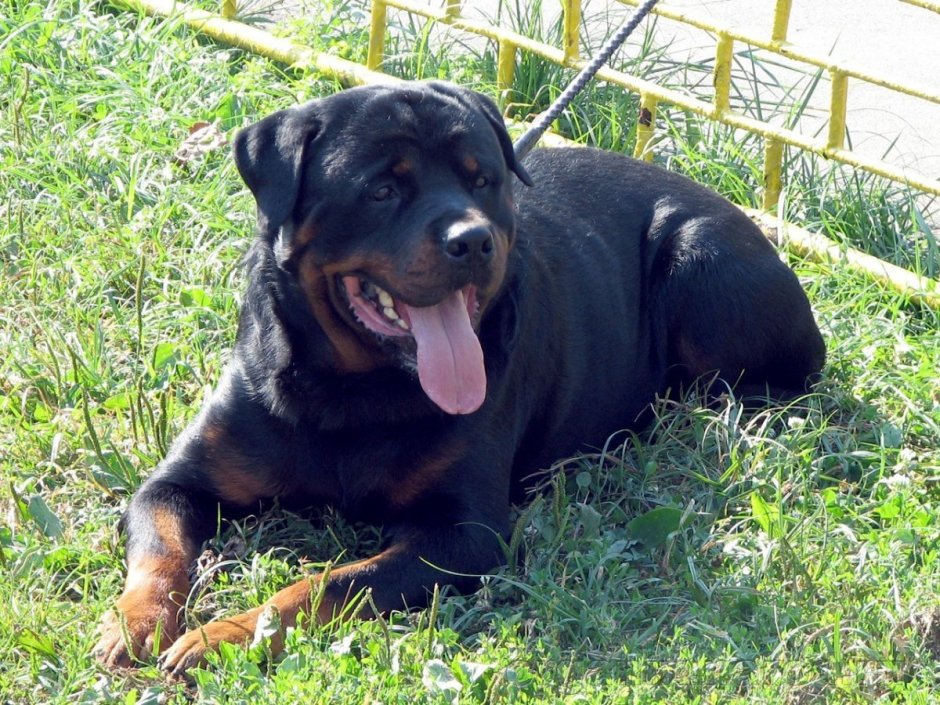 Метис ротвейлера