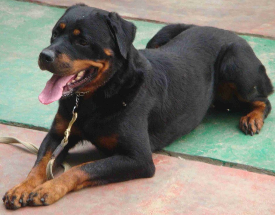 Лабрадор мастиф