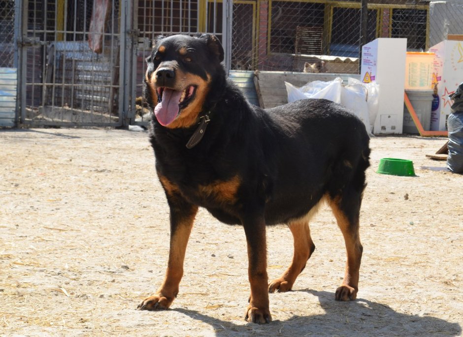 Метис лабрадора и дворняги черные