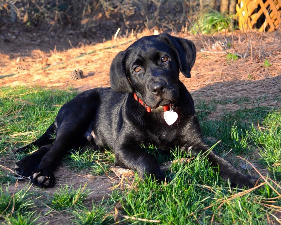 Метис таксы и ротвейлера