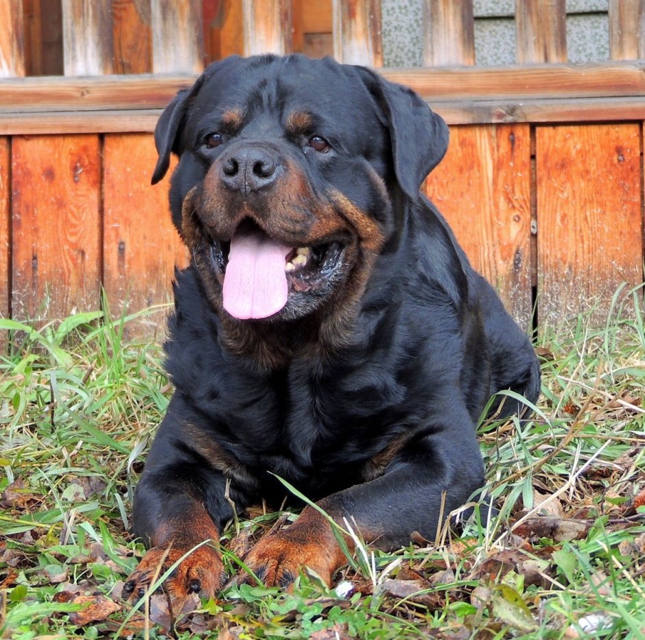 Лабрадор ретривер метис датского дога.